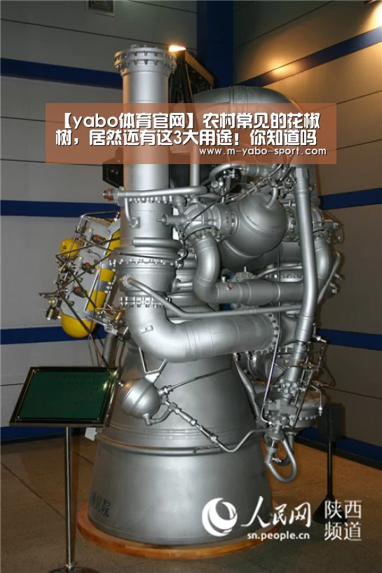 【yabo体育官网】农村常见的花椒树,居然还有这3大用途!你知道吗?(图4) yabo体育官网